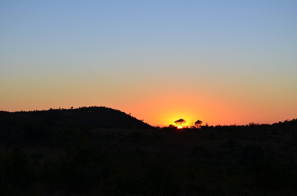 South africa safari silhouette