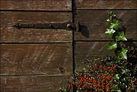 Wood hinge ivy photo