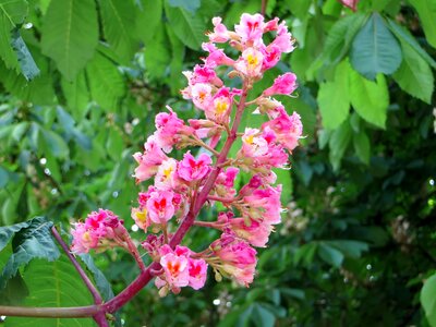 Aesculus briotti sapindaceae hippocastanacées