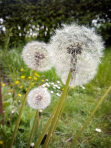 Summer wild flowers green