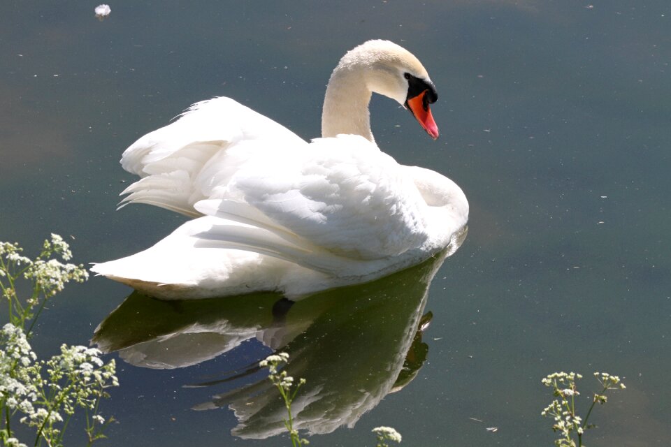 Poultry bill geese