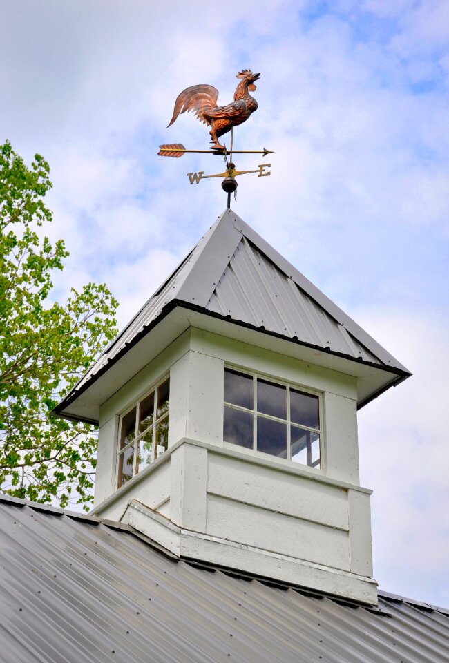 Farm barn rooster