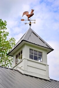 Farm barn rooster photo