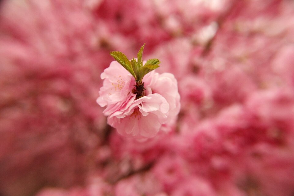 Spring flower pink