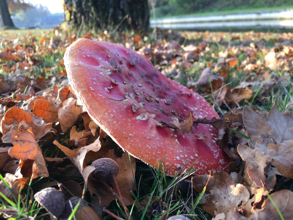 Autumn mushroom nature