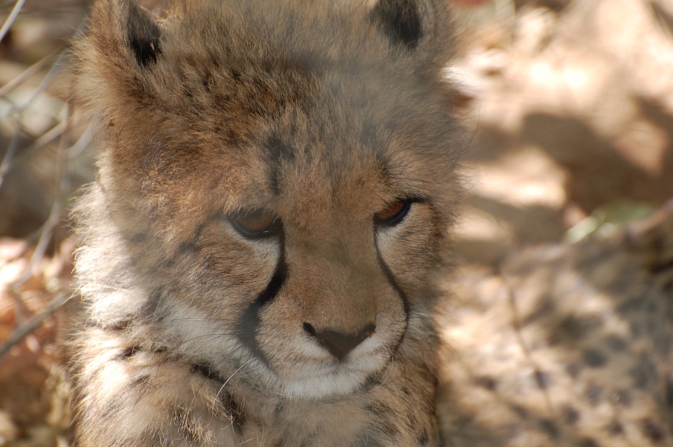 Animal africa predator