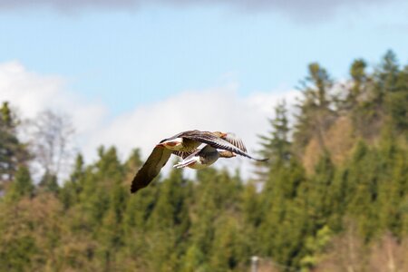 Formation flight grey geese bird flight