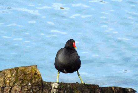 Trier animal bird photo