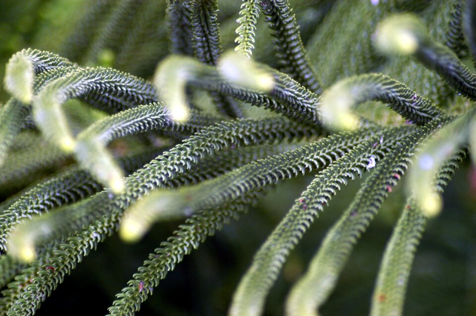 Green plant forests