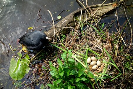 Animal water nest photo