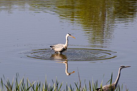 Wild birds heron gray heron