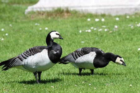 Feather goose goose meadow