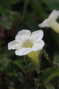 Blossom bloom petal