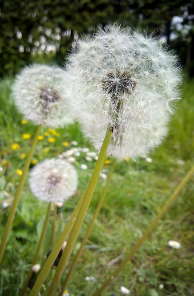 Nature summer pointed flower