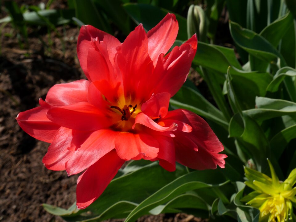 Closeup garden flowers beautiful flower