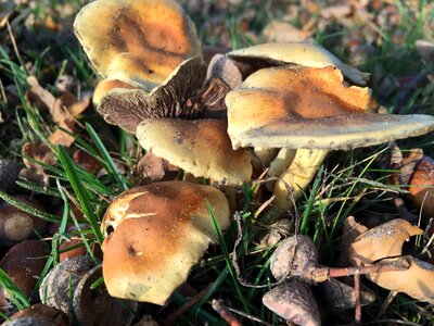 Mushroom autumn nature