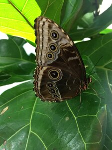 Nature wing