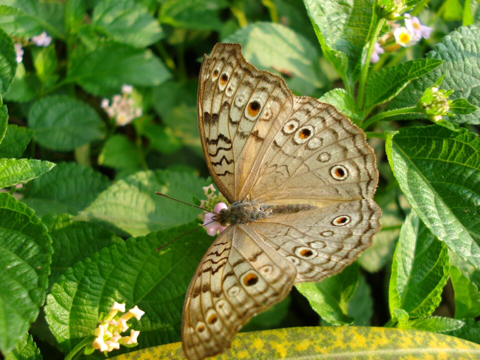 Green wing
