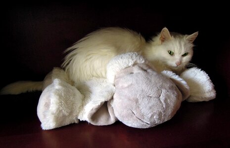 Sheep pet animals