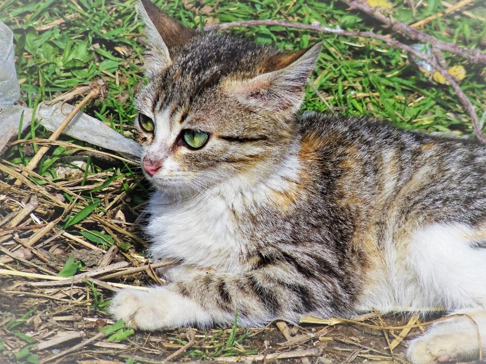 Cats beautiful cats pets