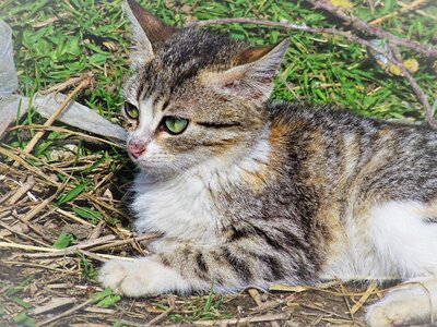 Cats beautiful cats pets