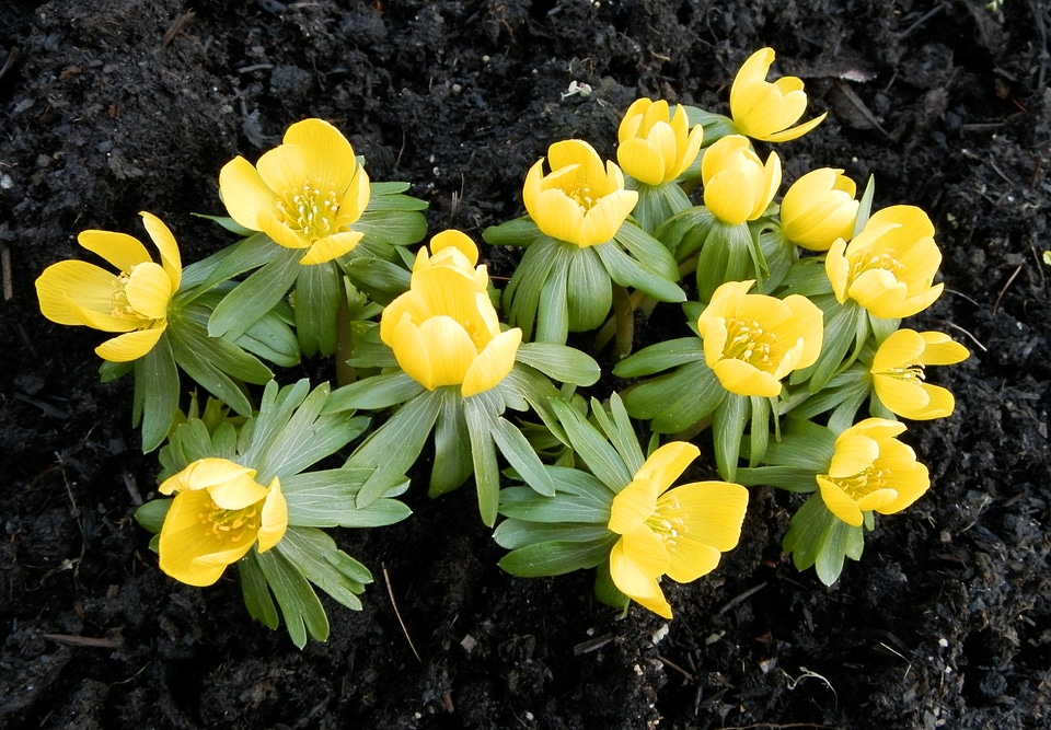 Nature yellow plant
