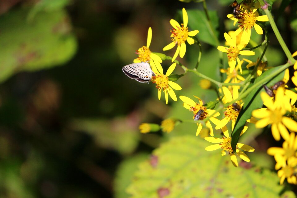 Butterfly autumn sunshine