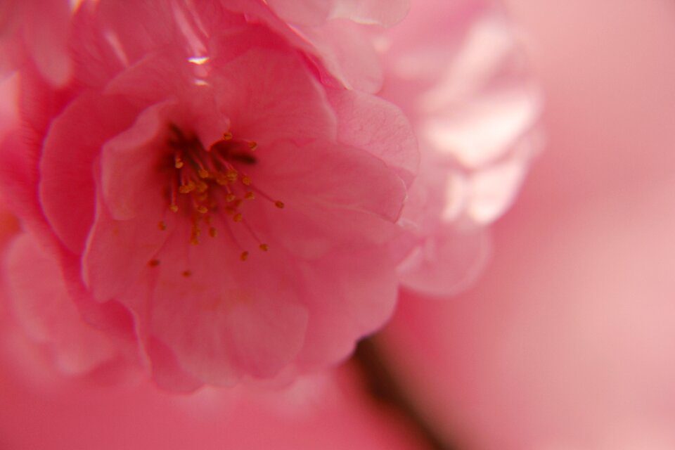 Spring flower pink photo