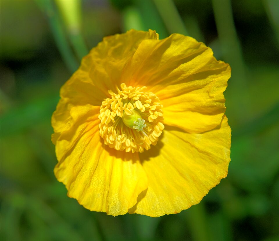 Yellow tender early summer