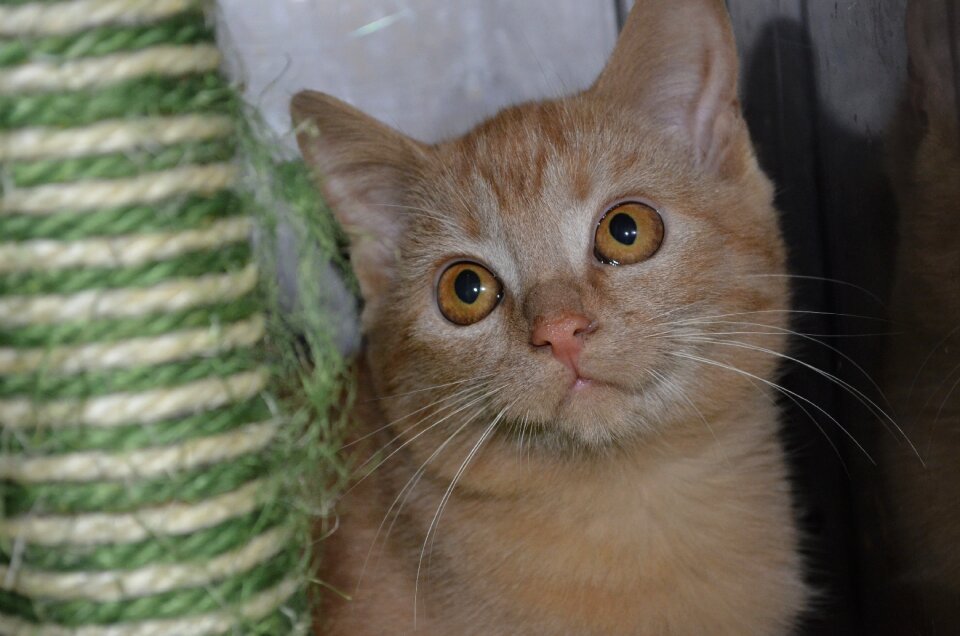 Animal welfare cat red cat