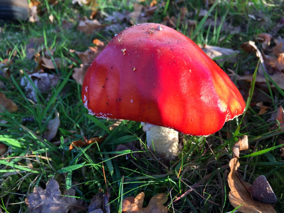 Mushroom autumn nature