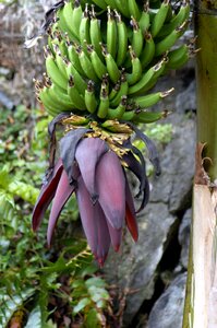 Fruits food banana plant