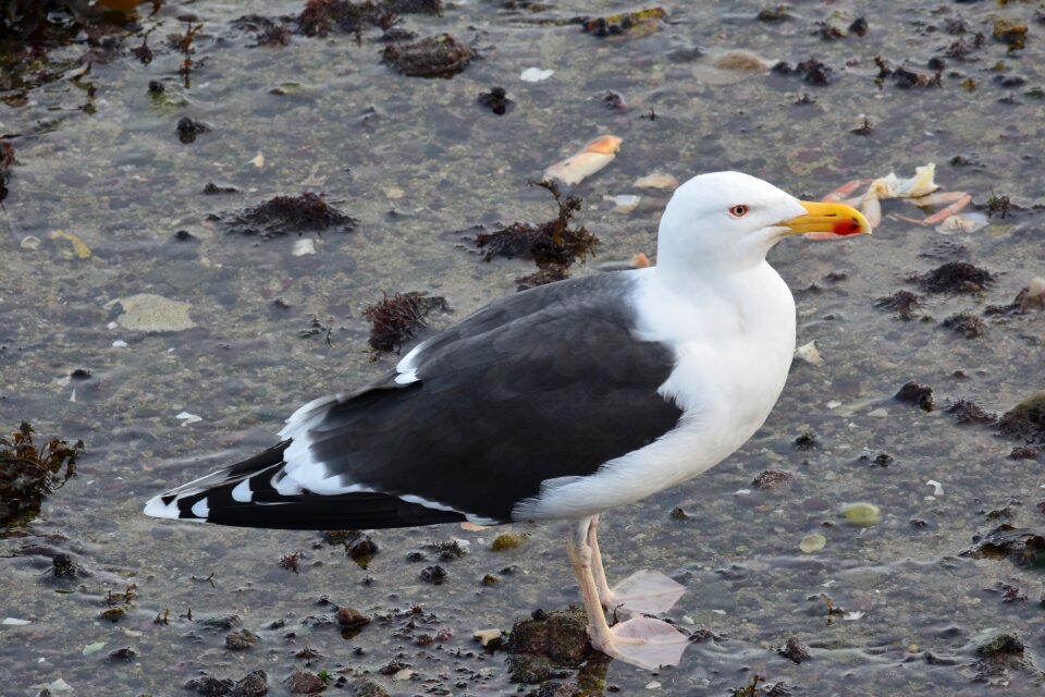 Brittany ocean bird