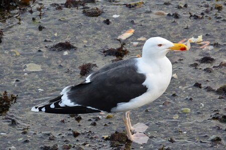 Brittany ocean bird photo