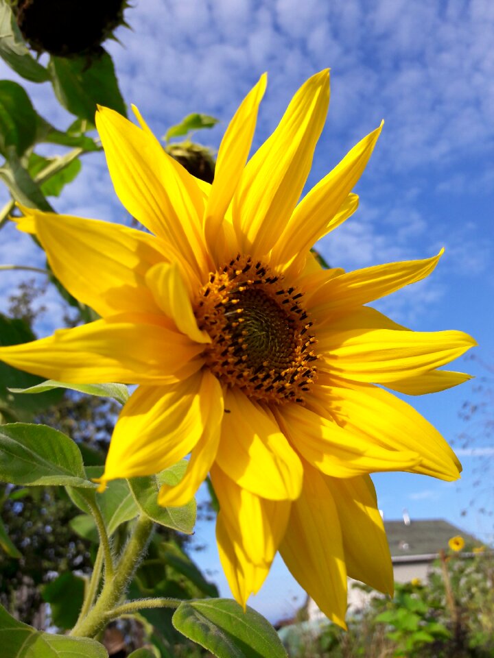 Flower summer yellow flowers