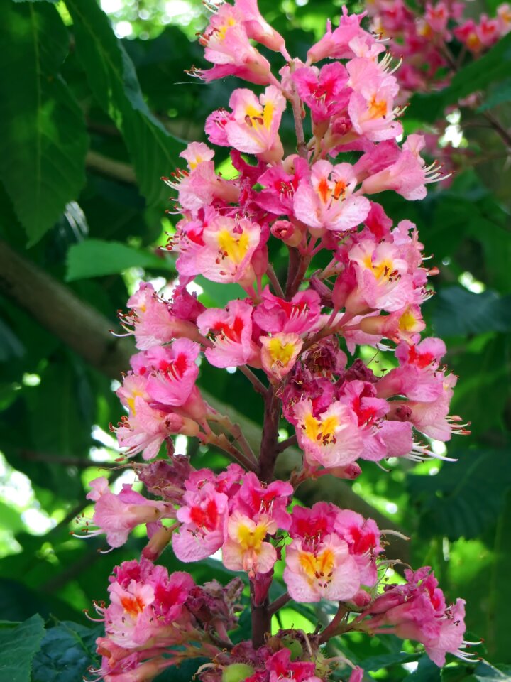 Aesculus briotti sapindaceae pink flower