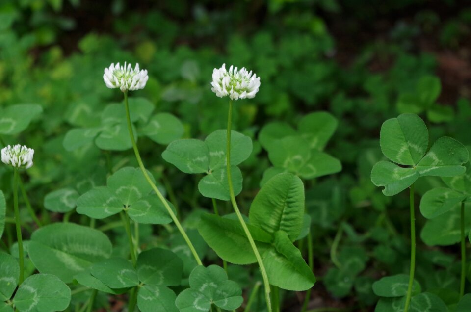 Four-leaf clover sativa plant