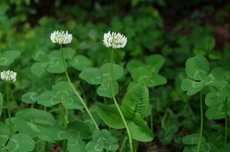 Four-leaf clover sativa plant photo