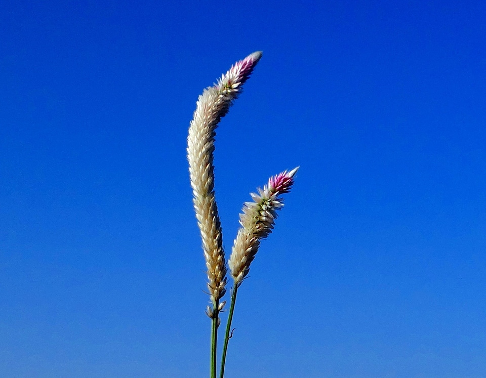 Flower flora beautiful
