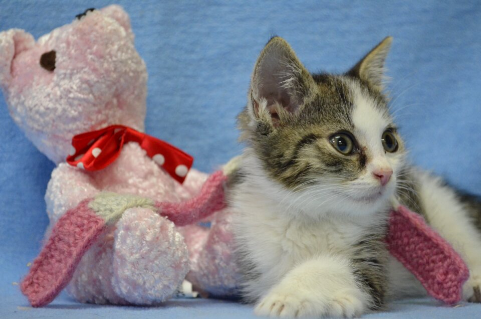 Kitten cat baby cute