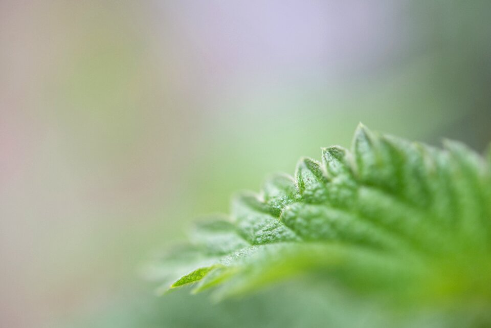 Close up nature plant