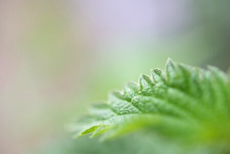 Close up nature plant photo