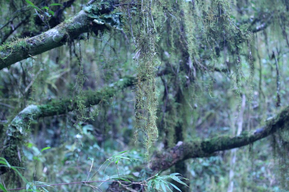 Trees trunk green
