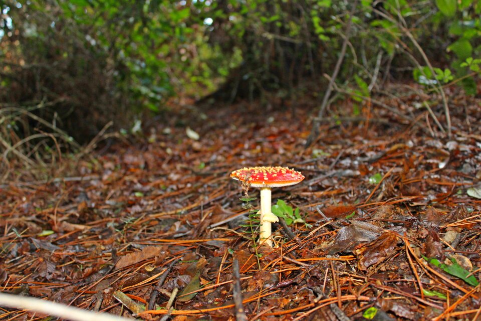 Autumn wild season