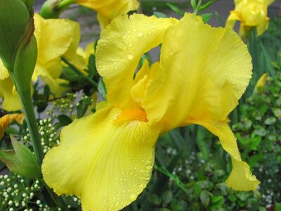 Fleur-de-lis spring yellow