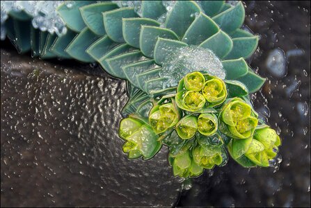 Garden succulent yellow flower photo