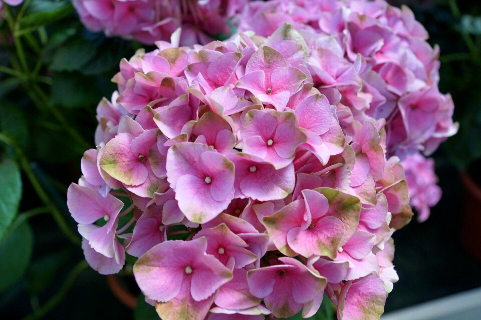 Blossom bloom close up