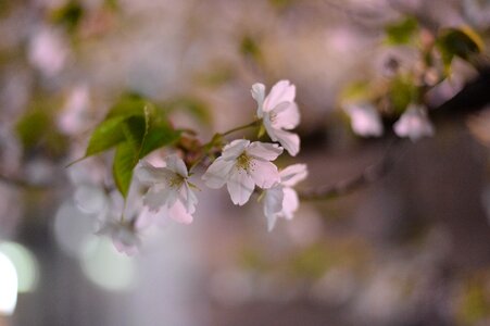 Pink in full bloom k
