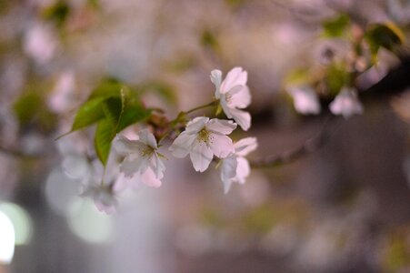 Pink in full bloom k photo