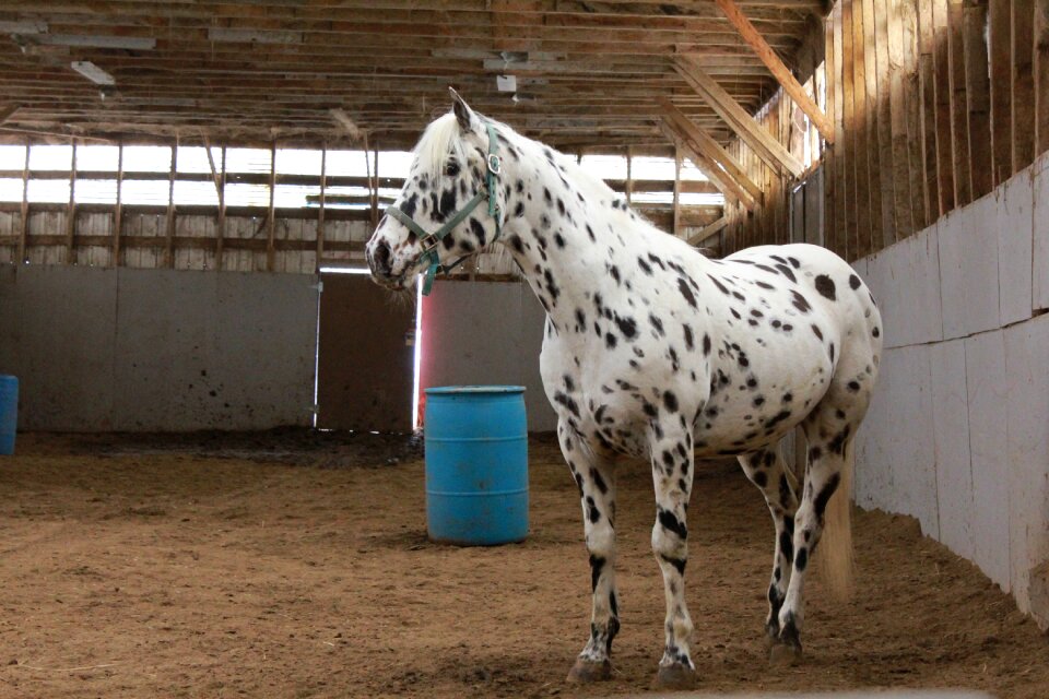 Field stable animal